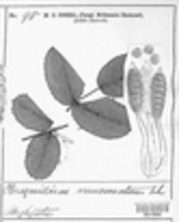 Phragmidium mucronatum image